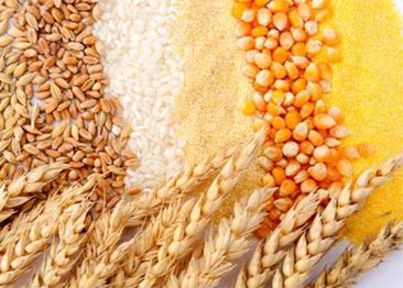 Food: Filtration Important Role in Starch Production